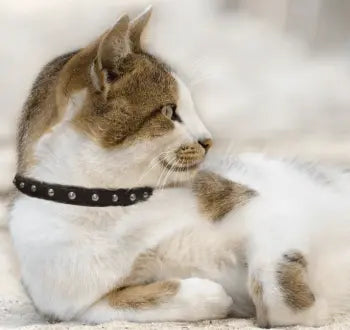 Studded Cat Collars