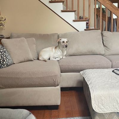 Light-colored dog lounging on a beige pet-friendly sofa cover fitted to an L-shaped couch in a warm living room with patterned pillows, wooden stairs in the background, side table, and hardwood floors.