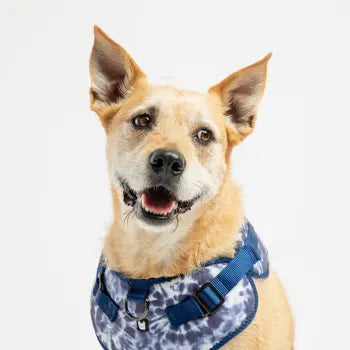 Blue Tie Dye Poplin Dog Harness