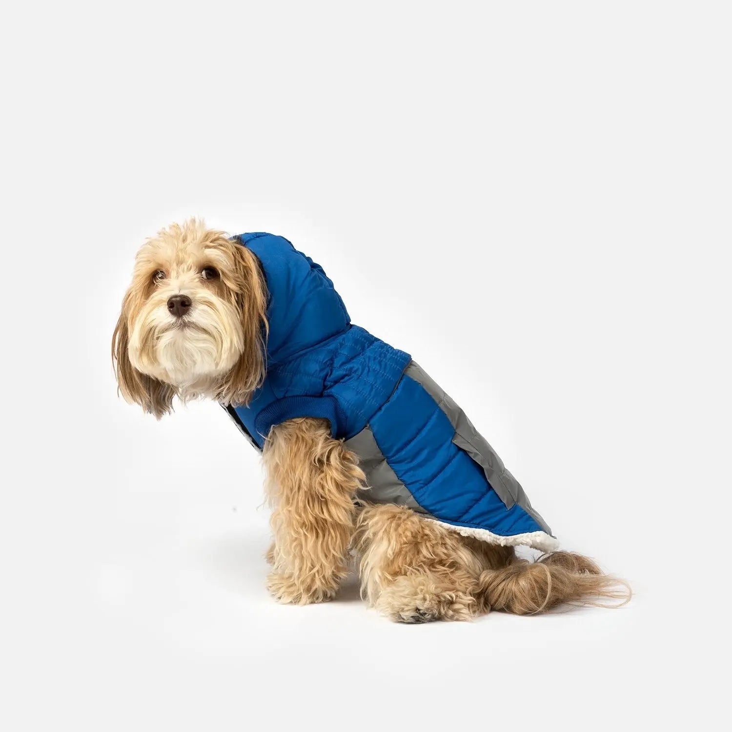 Bailey Dog Jacket – Blue